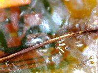 How to repair a broken flex cable (Sony Xperia Z1 microphone flex)