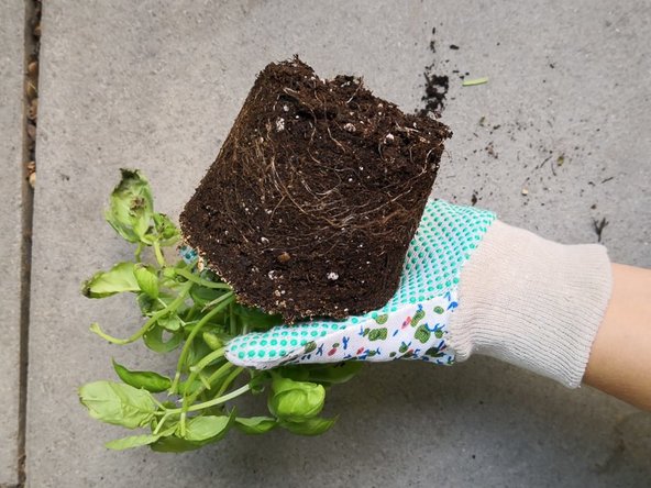 How to save your supermarket basil: step 5, image 2 of 2