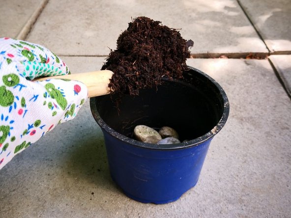 How to save your supermarket basil: step 3, image 1 of 2