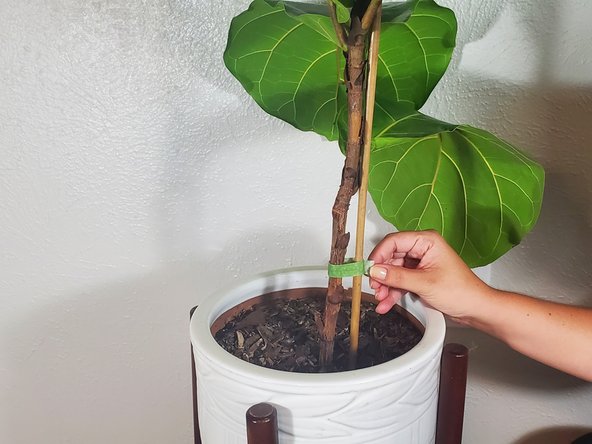 How to Re-stake a House Plant: step 9, image 2 of 2