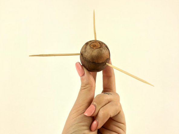 How To Grow An Avocado Tree, Insert the toothpicks: step 3, image 2 of 2