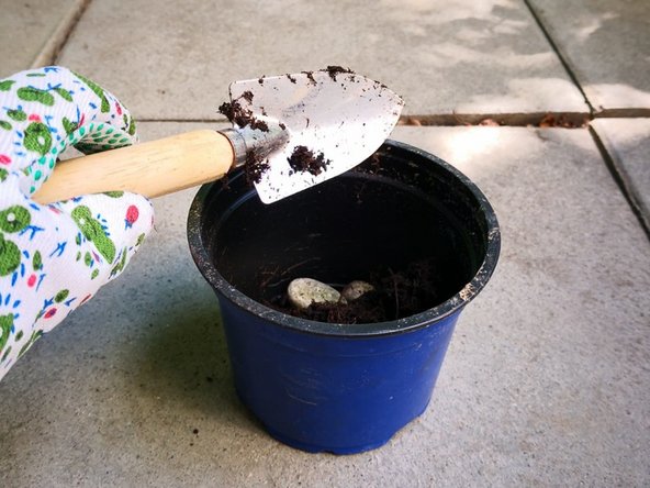 How to save your supermarket basil: step 3, image 2 of 2