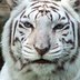crwdns2933455:0Salman Hersicrwdne2933455:0