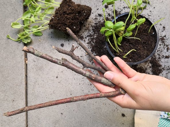 How to save your supermarket basil, optional: step 8, image 1 of 2