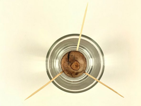 How To Grow An Avocado Tree, Place your avocado pit on the top rim of the glass: step 5, image 3 of 3