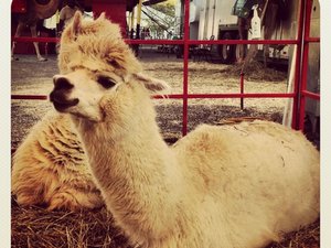 crwdns2886502:0iamandyceecrwdne2886502:0