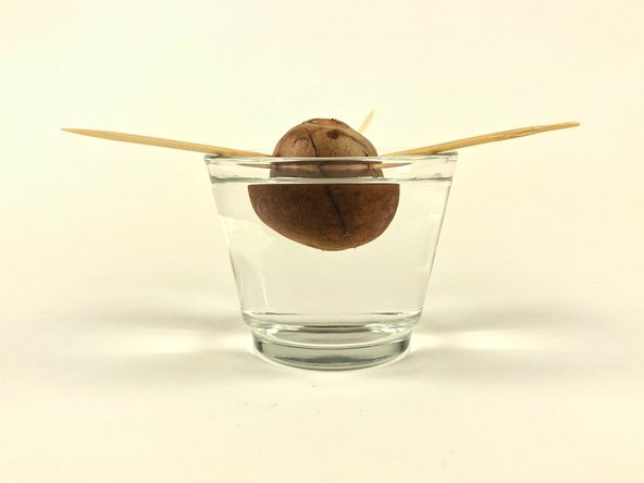 How To Grow An Avocado Tree, Place your avocado pit on the top rim of the glass: step 5, image 2 of 3