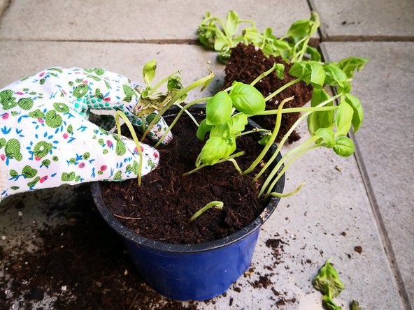 How to save your supermarket basil: step 7, image 3 of 3