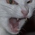 crwdns2933455:0Karimcrwdne2933455:0