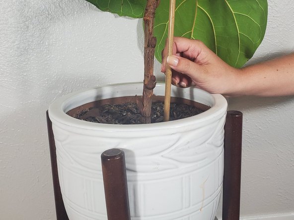 How to Re-stake a House Plant: step 7, image 3 of 3