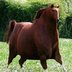 crwdns2933455:0CHRIS A MUNOZ-GALLOZAcrwdne2933455:0