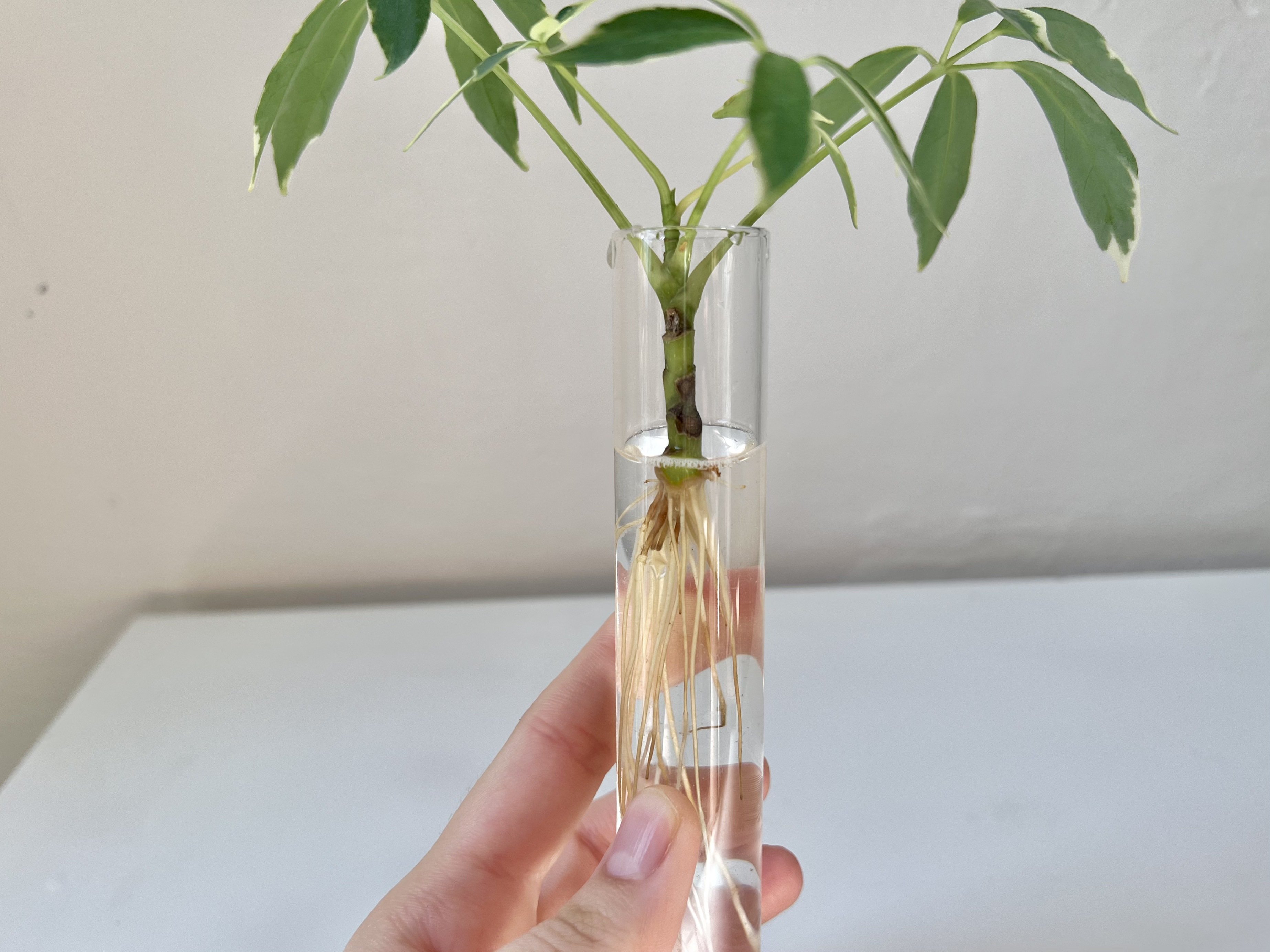 blood meal for plants Down To Earth 4 Lb. 12-0-0 Blood Meal